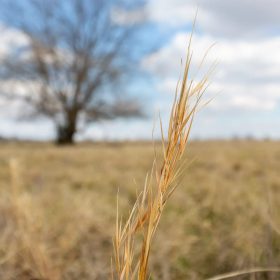 Wishing Star Ranch Tract 37 in Red River County, TX