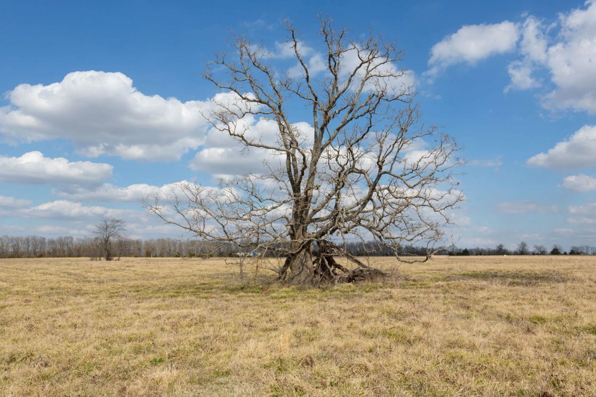 Decorative background for Wishing Star Ranch Tract 37 image 6