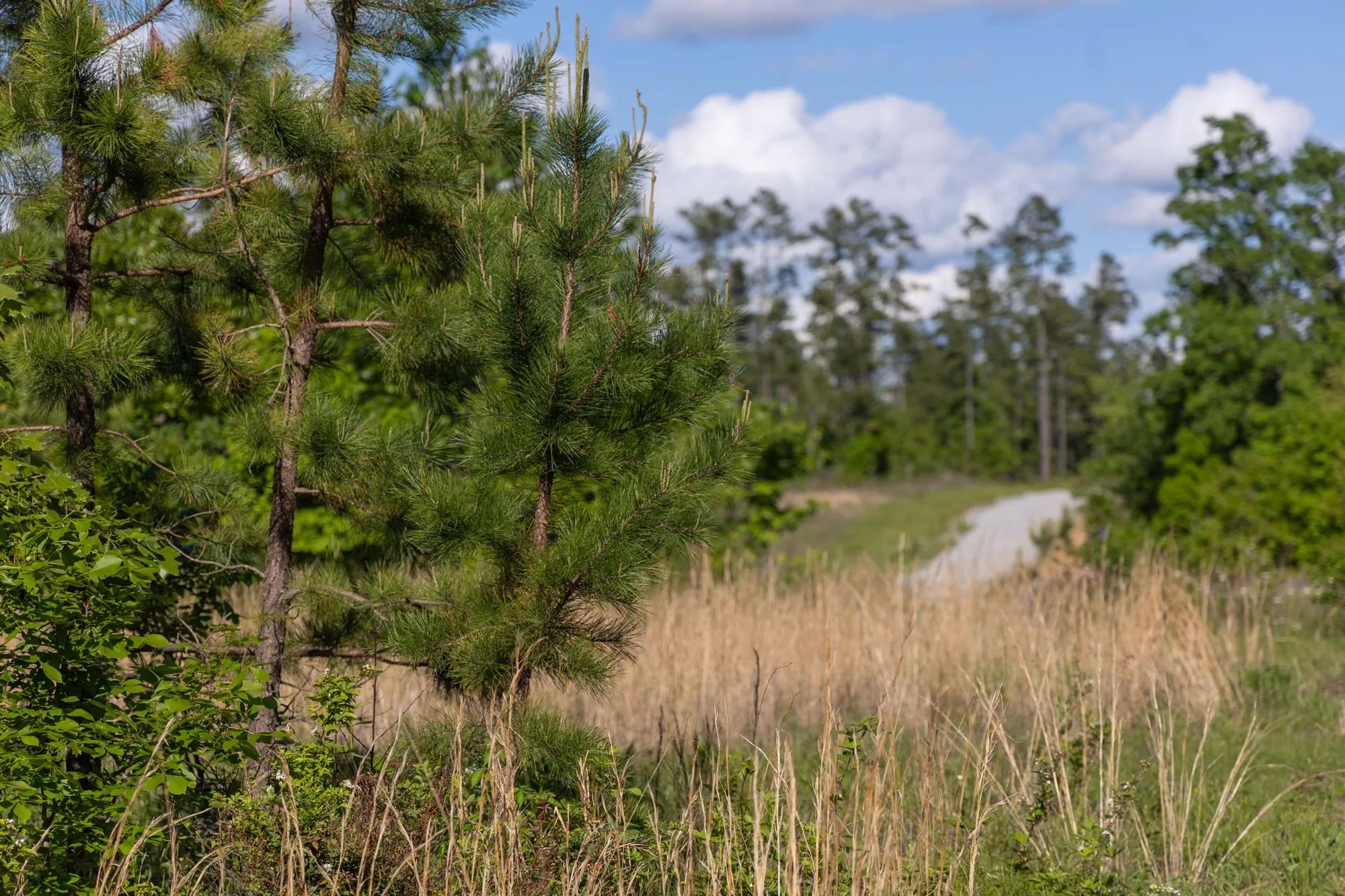 Sleepy Hollow Phase II Tract 64 in Texas County, MO