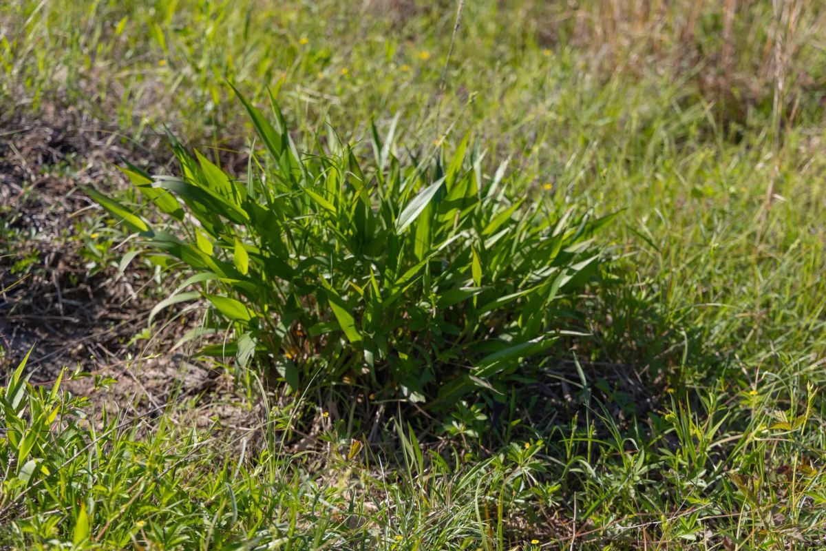 Sleepy Hollow Phase II Tract 64 - Image 3