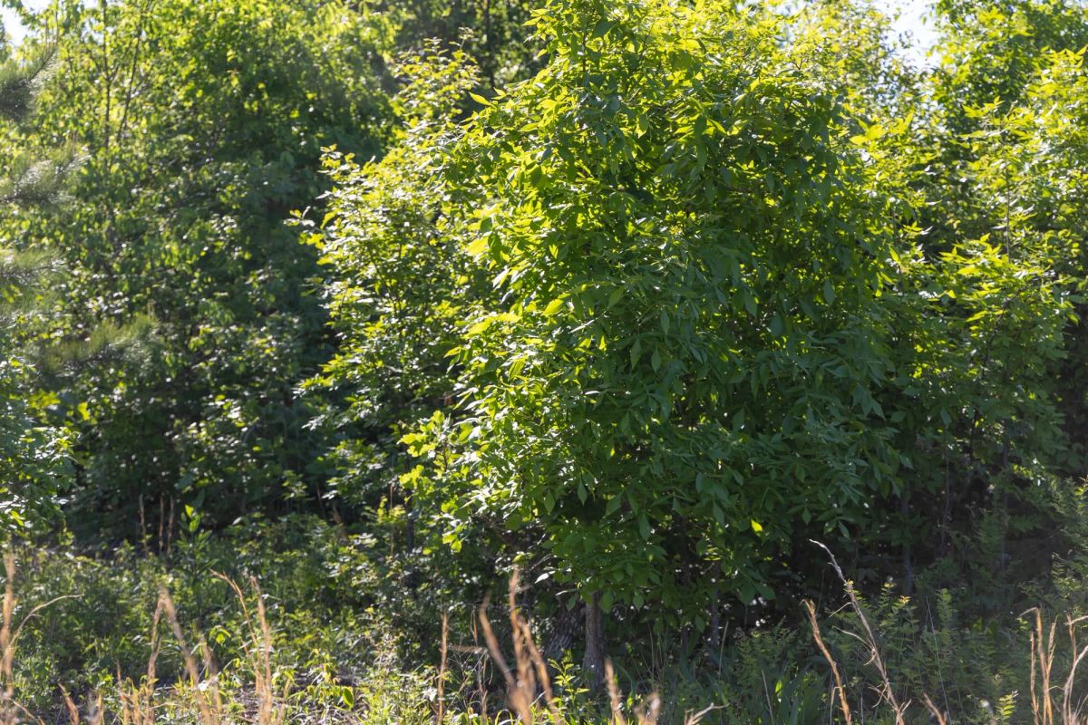 Sleepy Hollow Phase II Tract 64 - Image 4