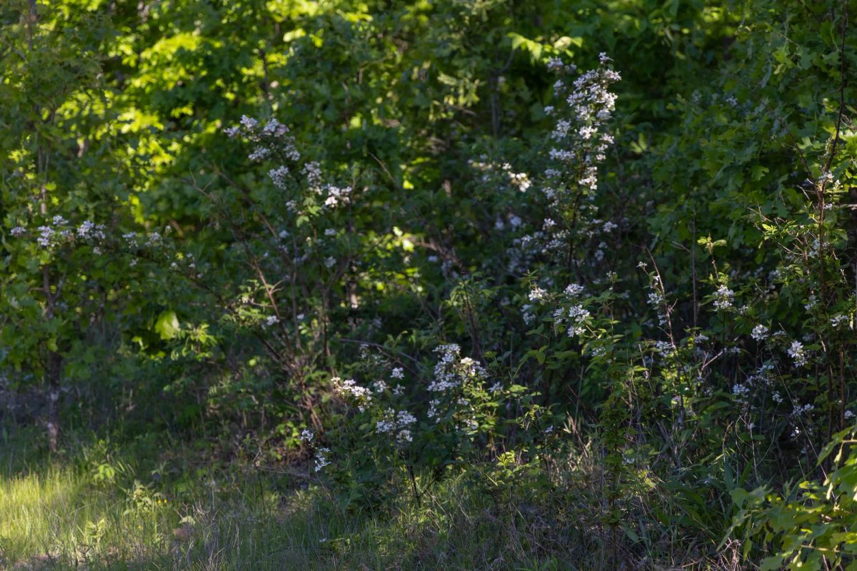 Decorative background for Sleepy Hollow Phase II Tract 64 image 5