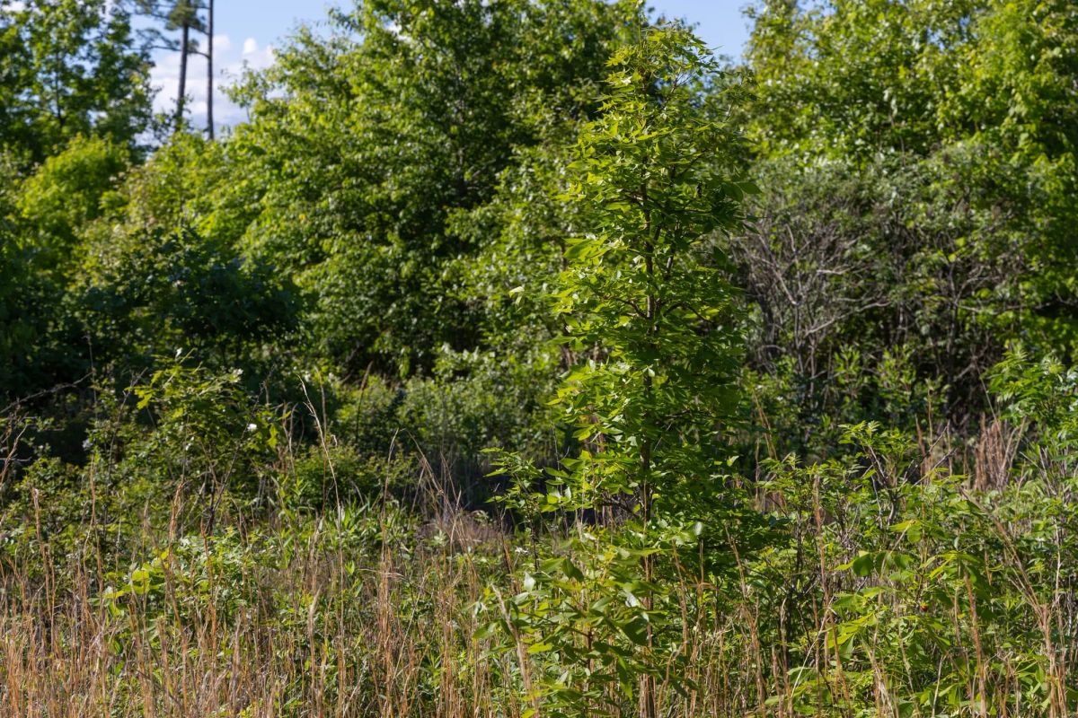 Decorative background for Sleepy Hollow Phase II Tract 64 image 7