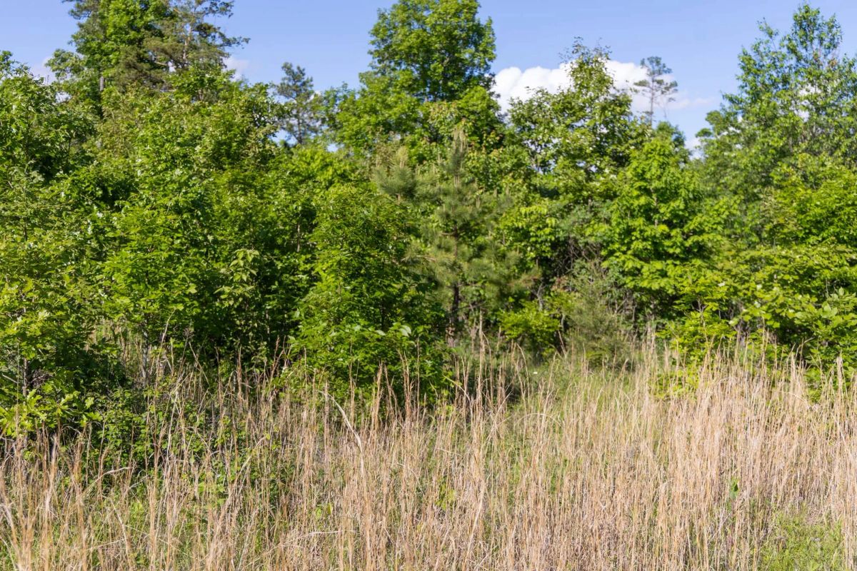 Decorative background for Sleepy Hollow Phase II Tract 64 image 8
