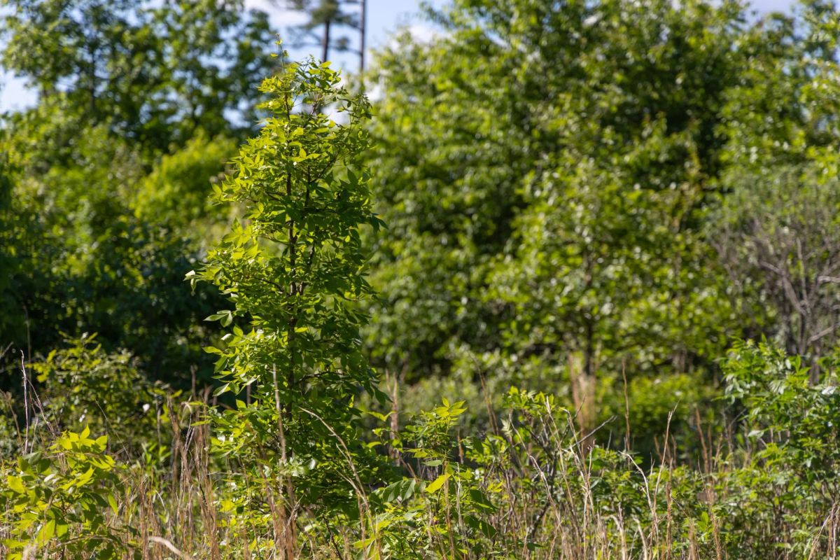 Decorative background for Sleepy Hollow Phase II Tract 64 image 9