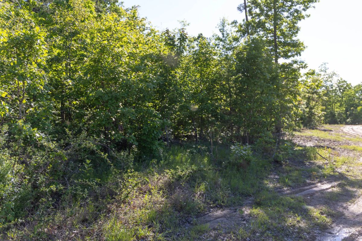Decorative background for Sleepy Hollow Phase II Tract 64 image 11