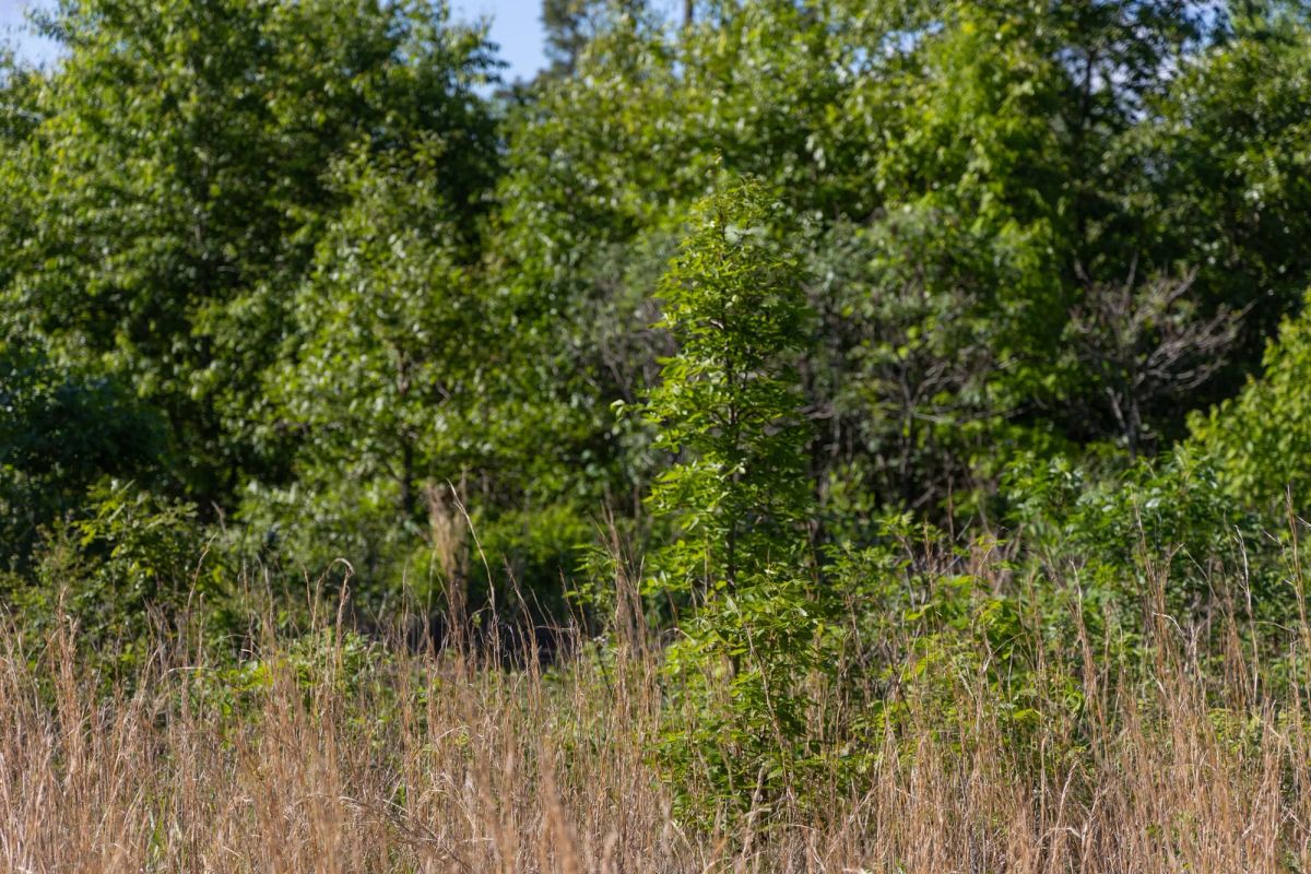 Decorative background for Sleepy Hollow Phase II Tract 64 image 12