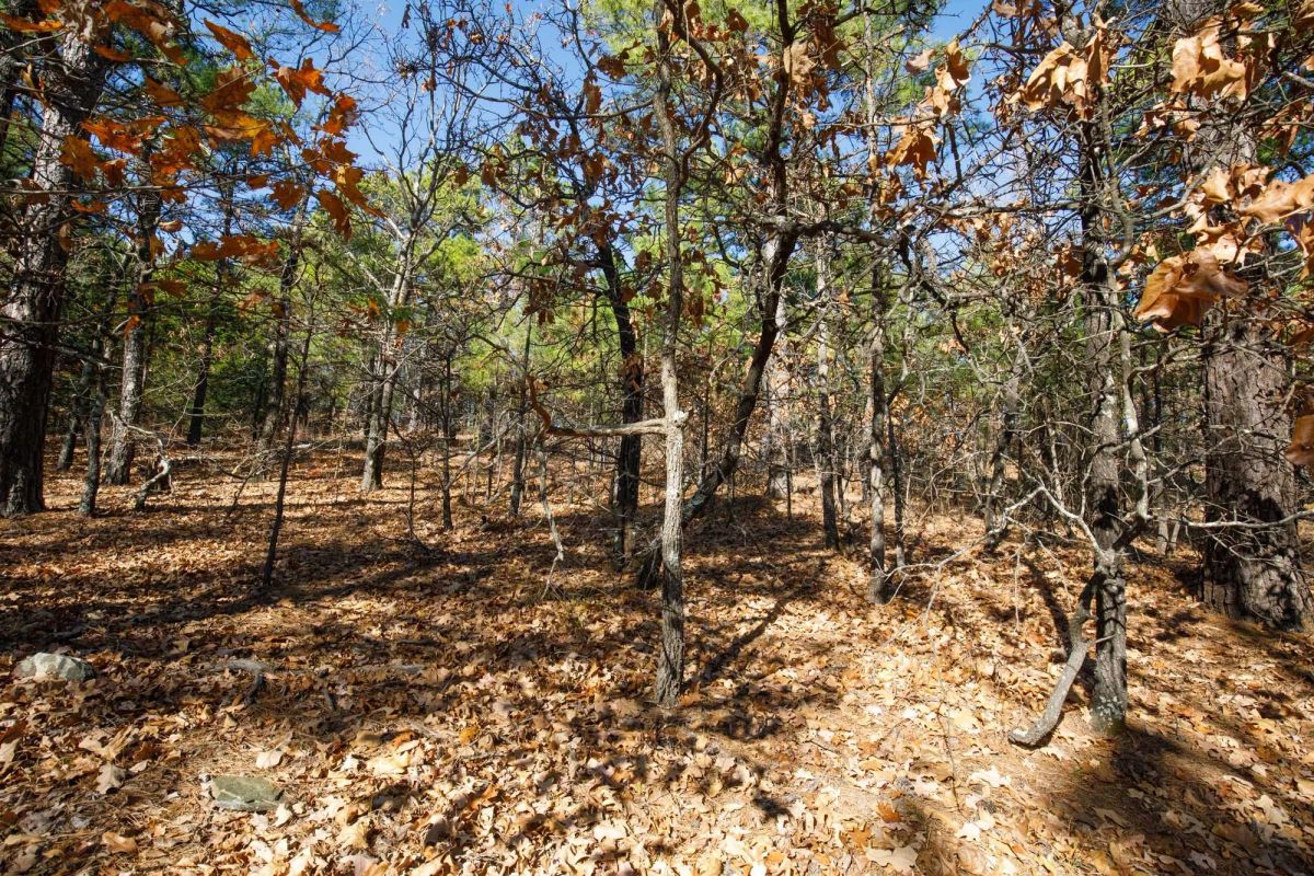 Decorative background for Stone Bridge Phase II Tract 97 image 6