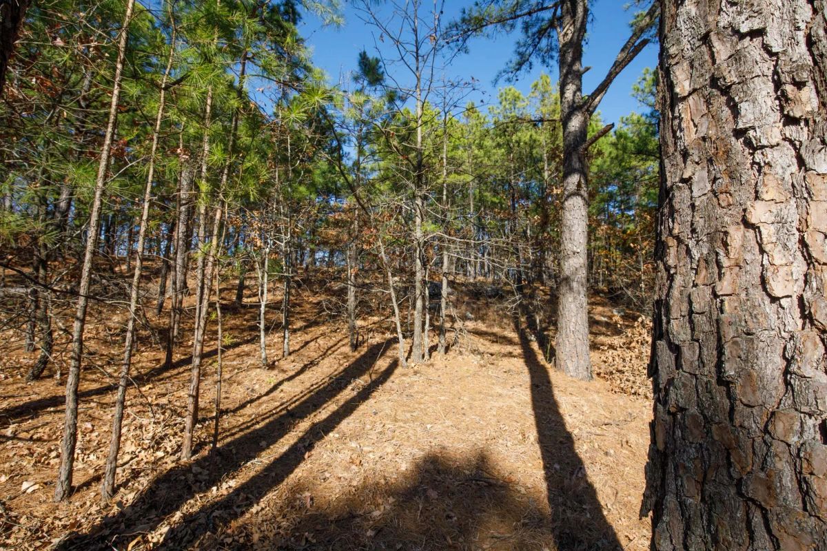 Decorative background for Stone Bridge Phase II Tract 97 image 10
