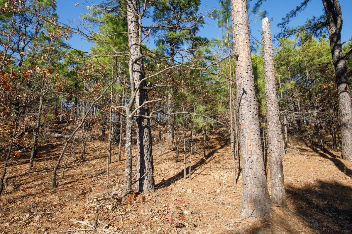 Decorative background for Stone Bridge Phase II Tract 97 image 11