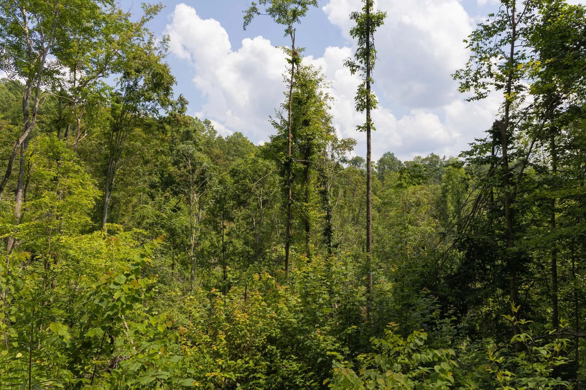 Creek Hollow Phase II Tract 69 in Rockcastle County, KY