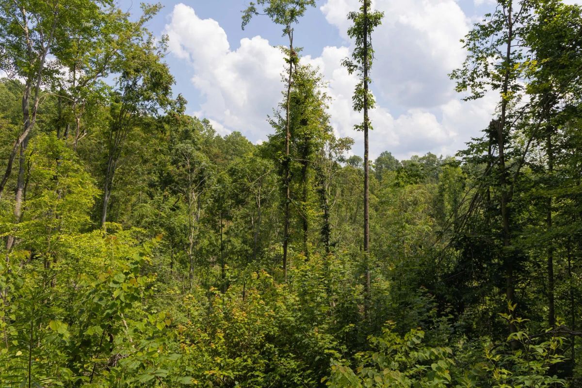 Creek Hollow Phase II Tract 69 - Image 3