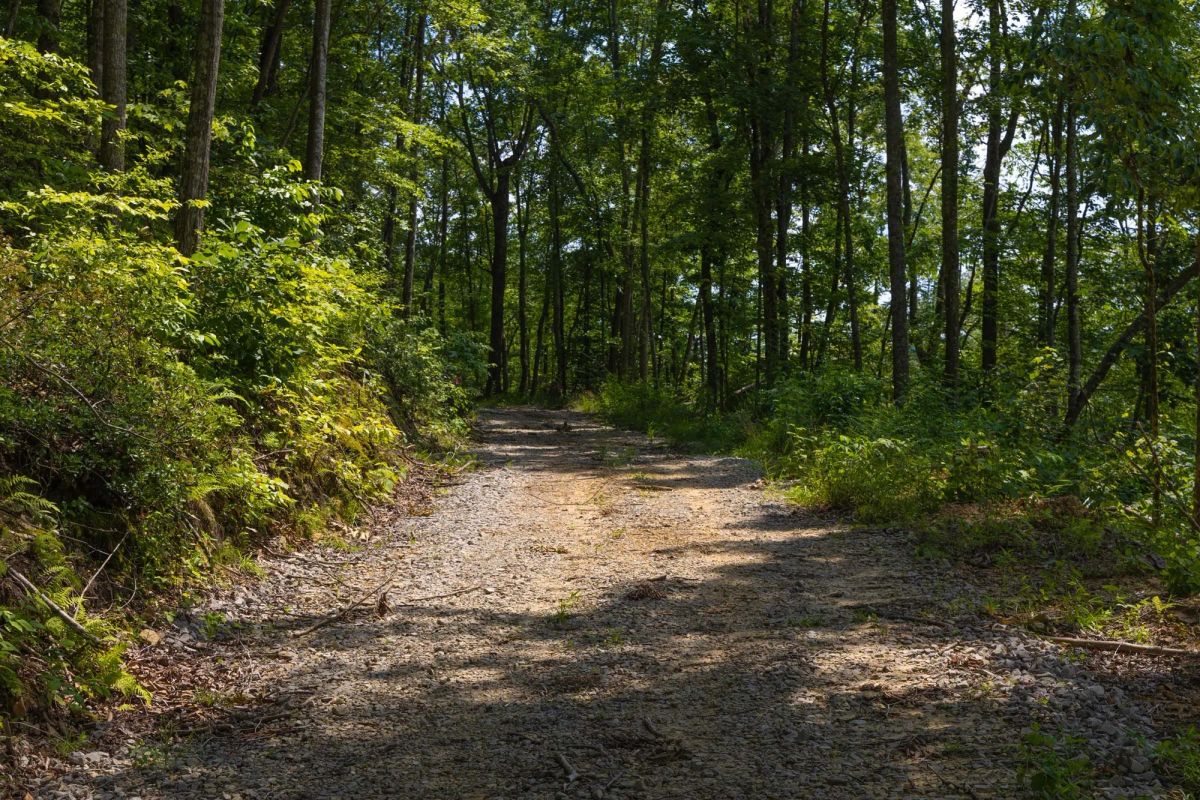 Decorative background for Creek Hollow Phase II Tract 69 image 6