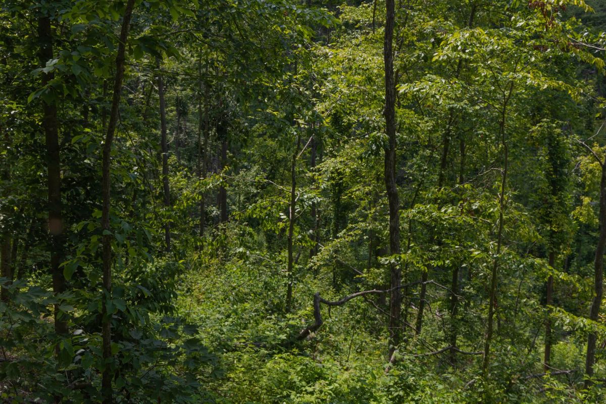 Decorative background for Creek Hollow Phase II Tract 69 image 9