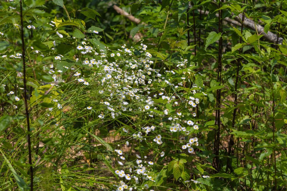 Decorative background for Creek Hollow Phase II Tract 69 image 10