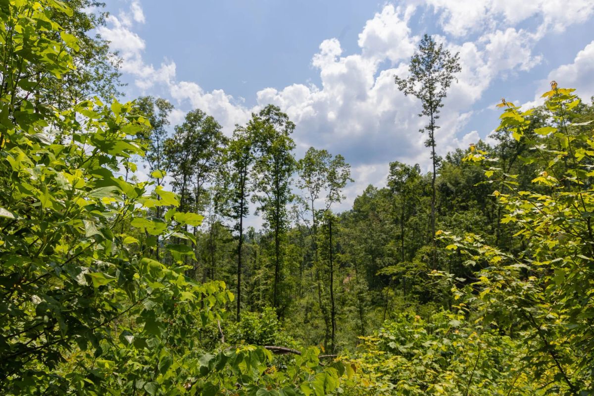 Decorative background for Creek Hollow Phase II Tract 69 image 11