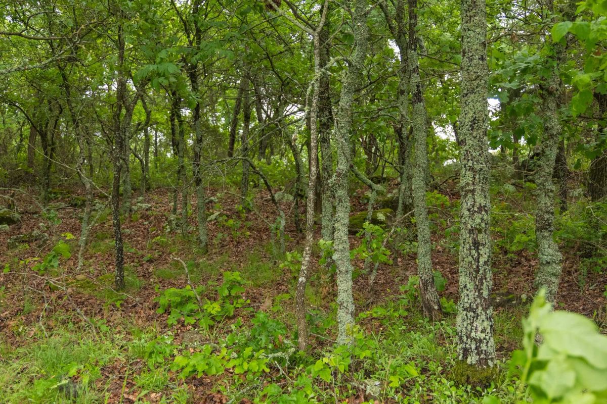 Decorative background for Harmony Hills Tract 8 image 7