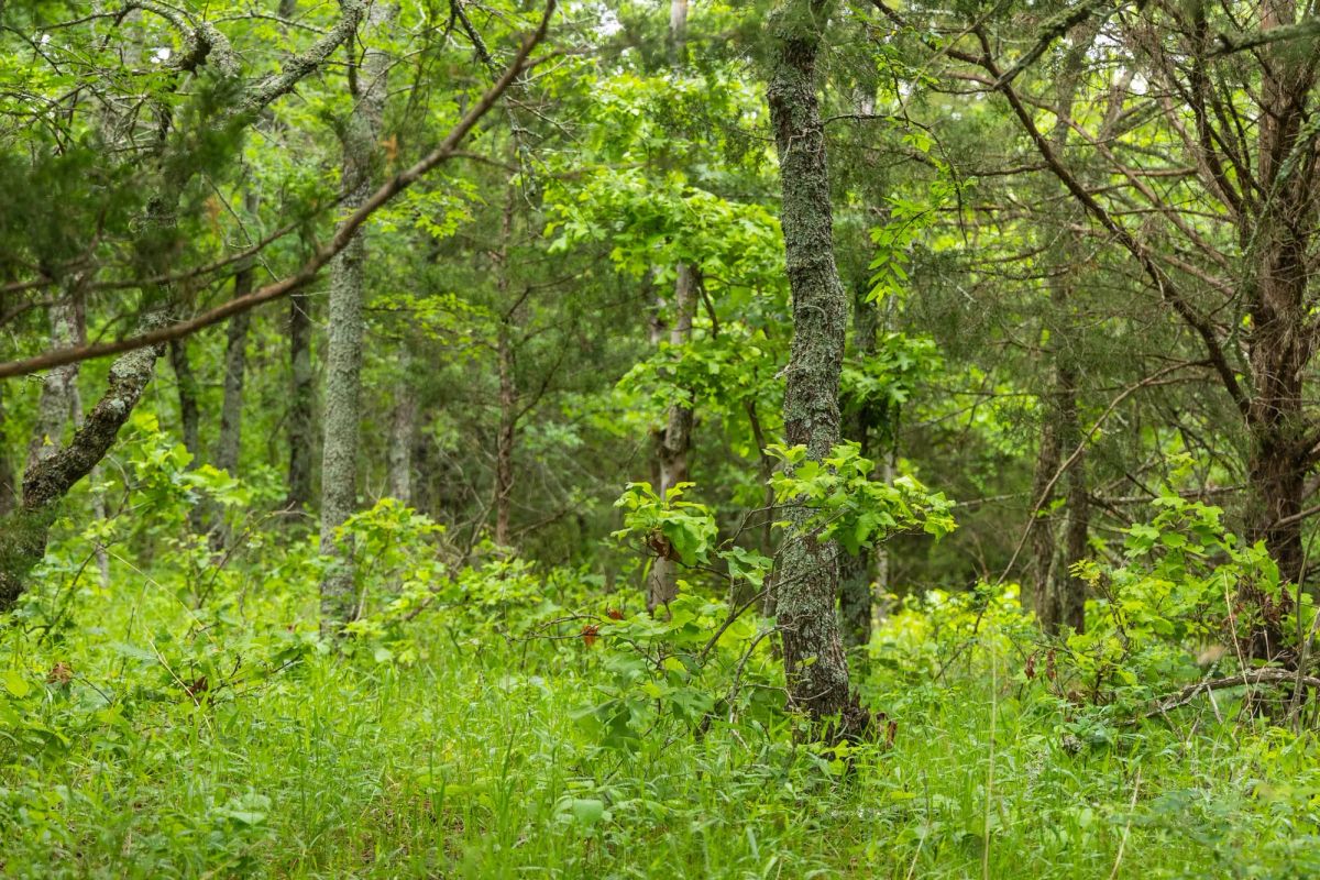 Decorative background for Harmony Hills Tract 8 image 9