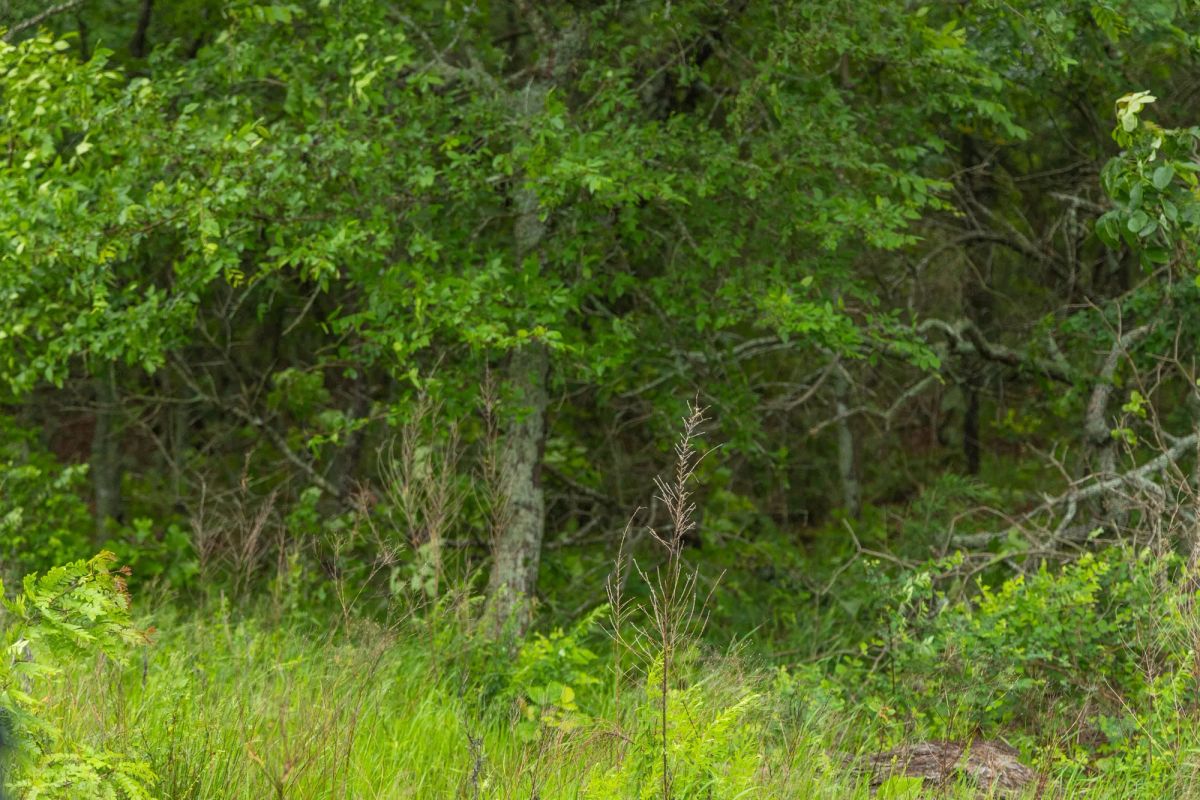 Decorative background for Harmony Hills Tract 8 image 12