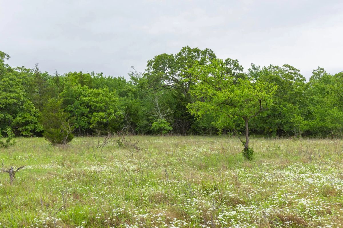 Decorative background for Harmony Hills Tract 8 image 14