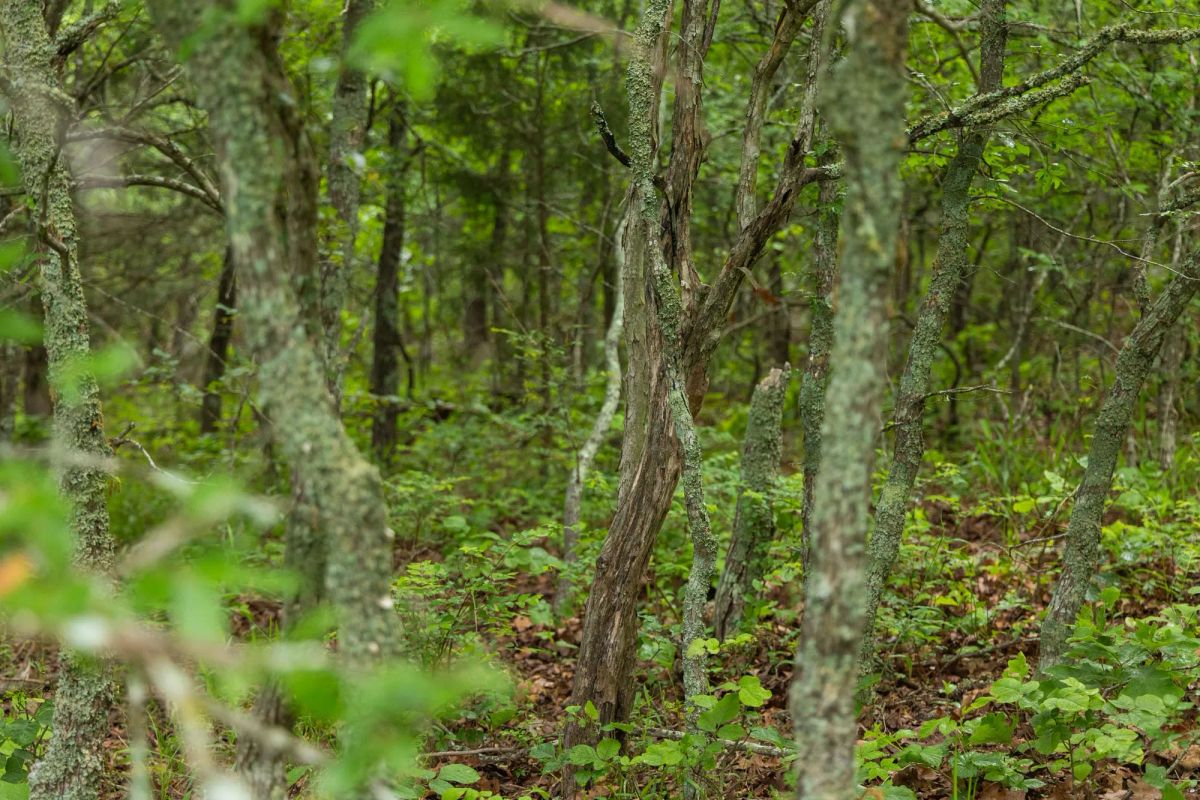 Decorative background for Harmony Hills Tract 8 image 15