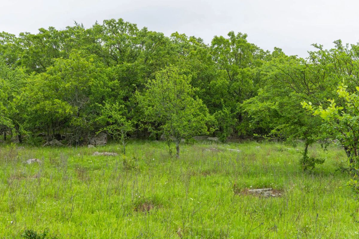 Decorative background for Harmony Hills Tract 8 image 16