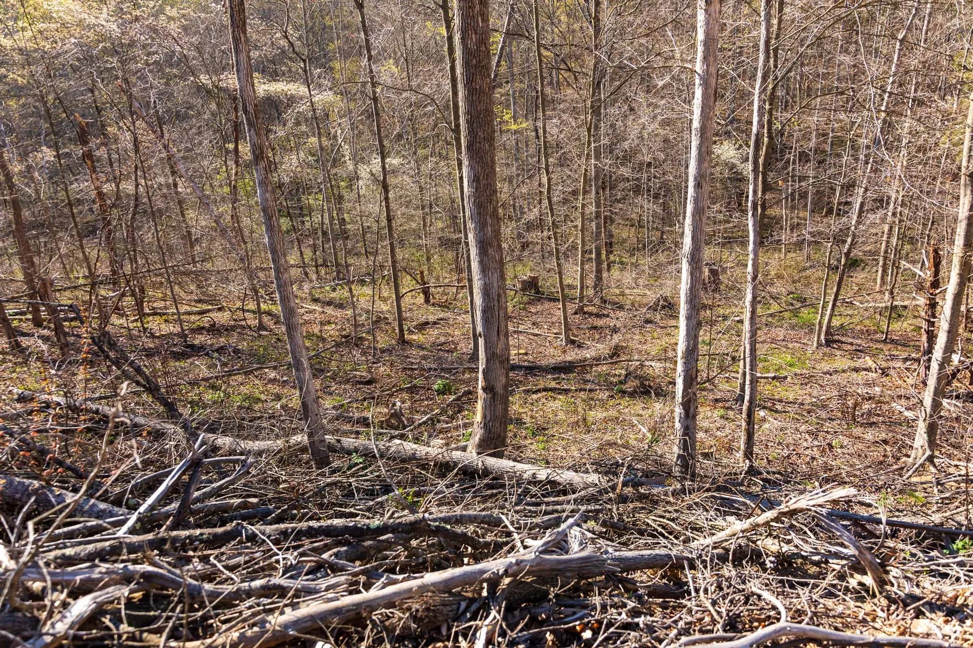 Creek Hollow Phase I Tract 34 in Rockcastle County, KY