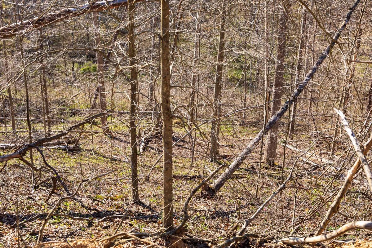 Decorative background for Creek Hollow Phase I Tract 34 image 5