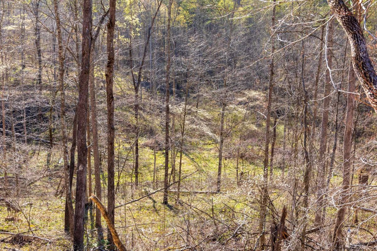 Decorative background for Creek Hollow Phase I Tract 34 image 6