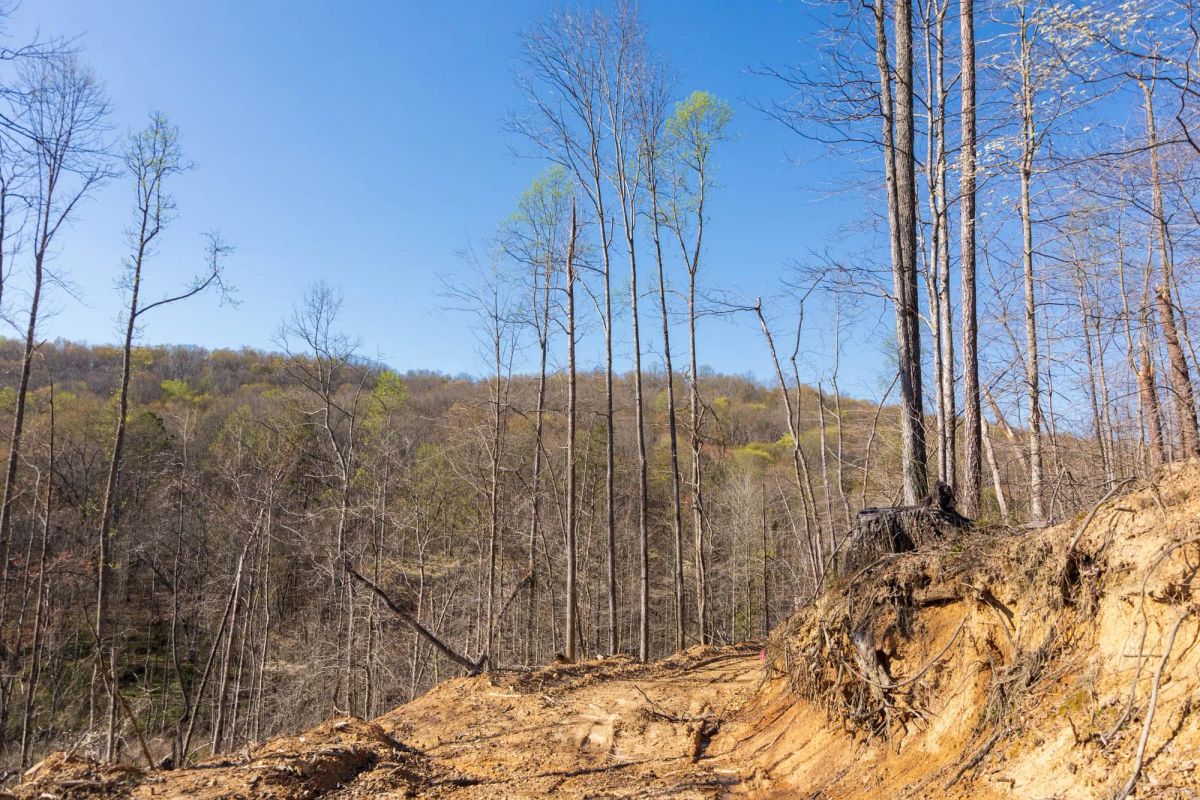 Decorative background for Creek Hollow Phase I Tract 34 image 7