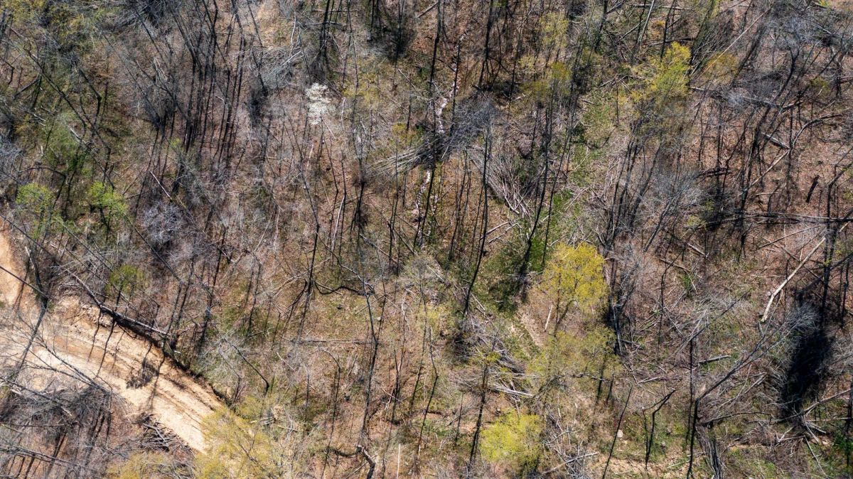 Decorative background for Creek Hollow Phase I Tract 34 image 8