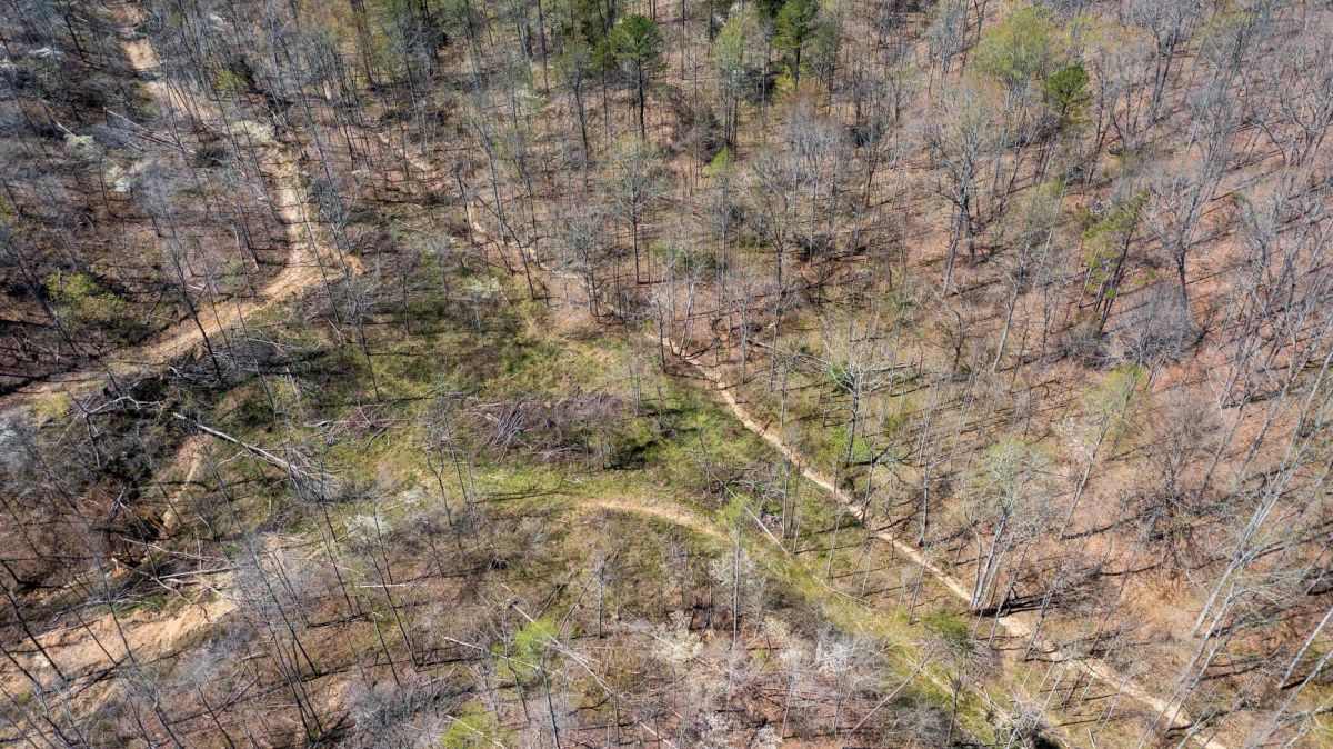Decorative background for Creek Hollow Phase I Tract 34 image 10