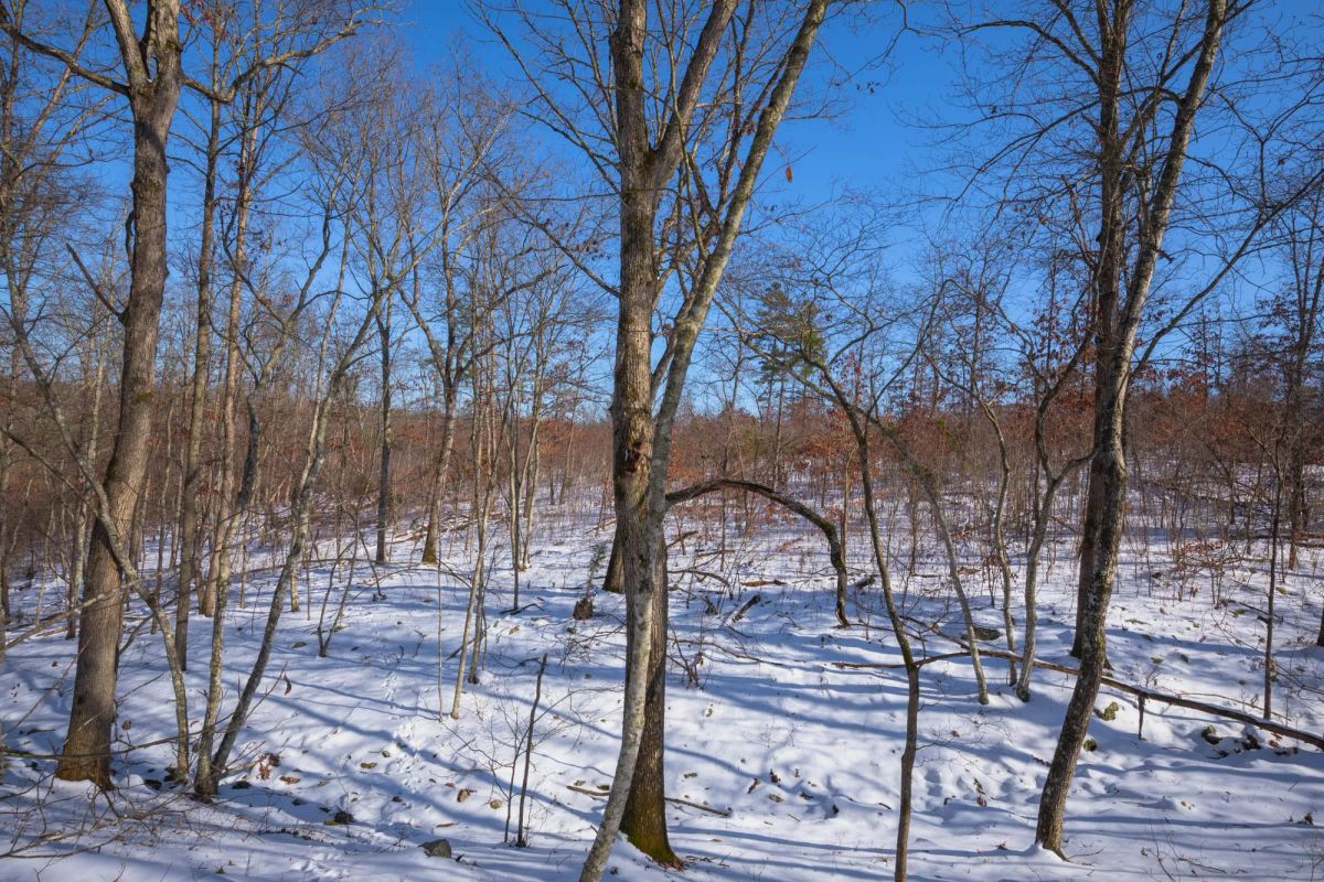 Decorative background for Sleepy Hollow Phase I Tract 53 image 8