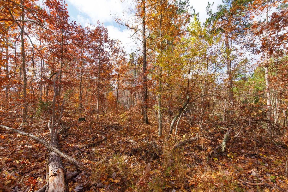 Decorative background for Hawkcrest Tract 39 image 5