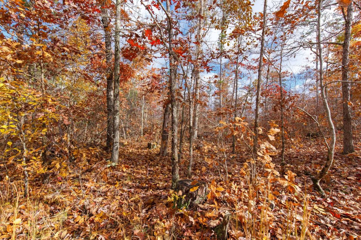 Decorative background for Hawkcrest Tract 39 image 6