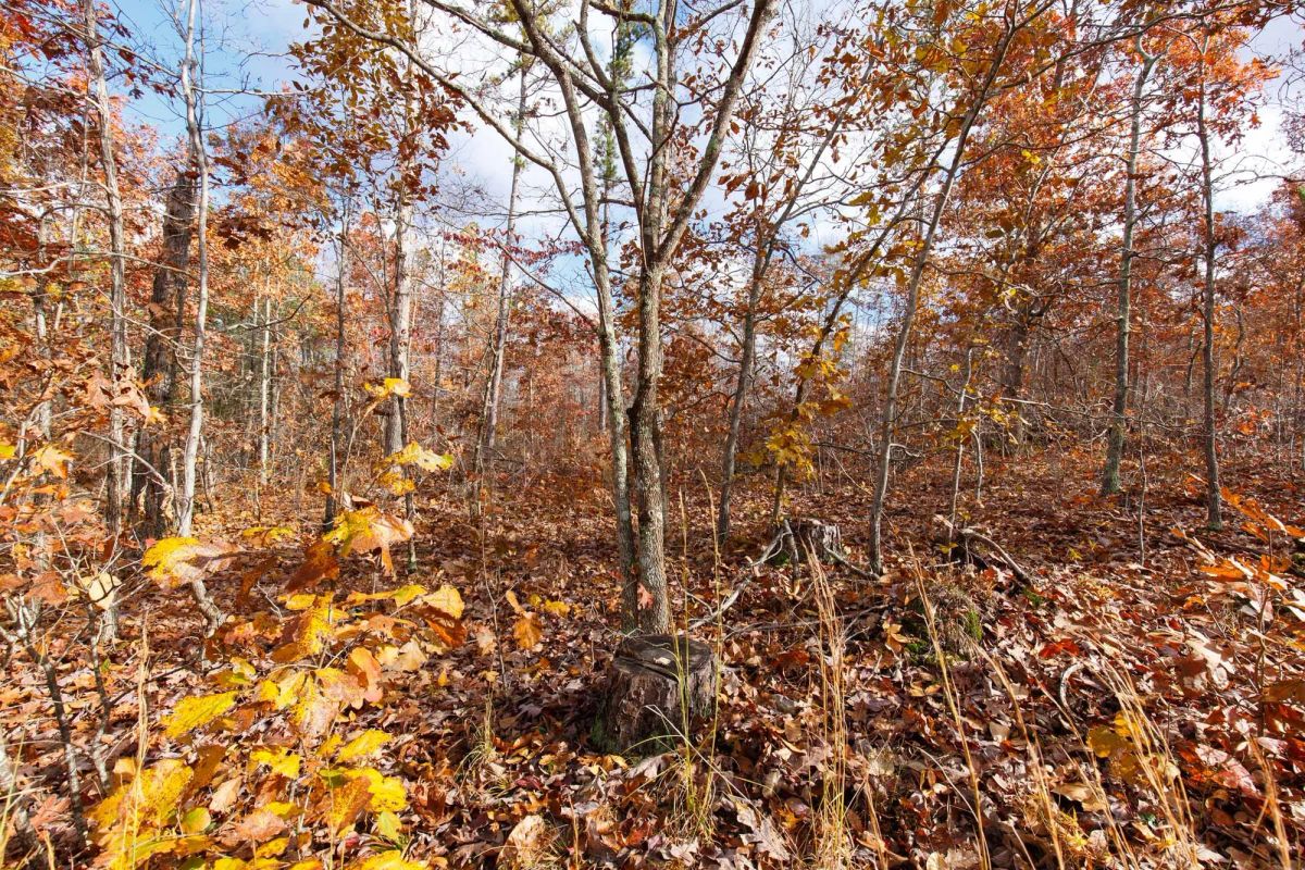 Decorative background for Hawkcrest Tract 39 image 7