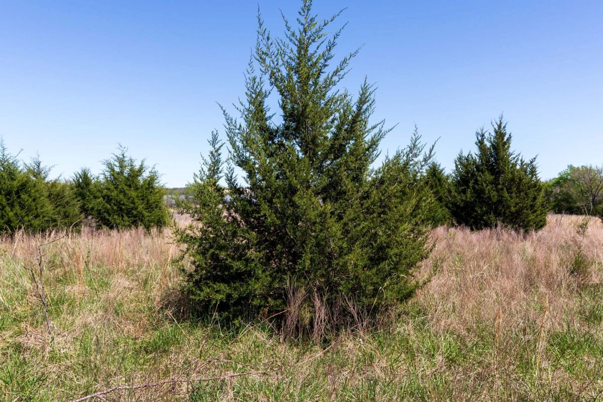 Decorative background for Prairie Grove Tract 26 image 6