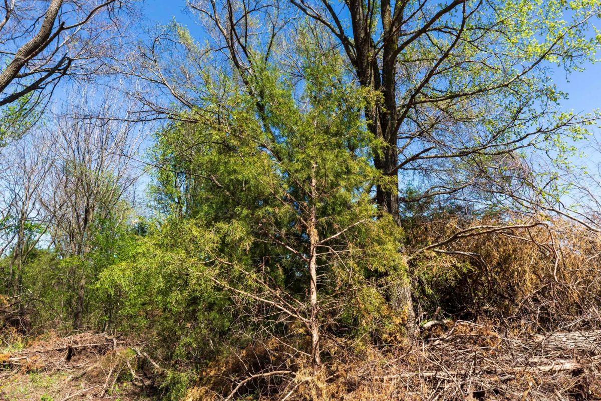 Decorative background for Prairie Grove Tract 26 image 9