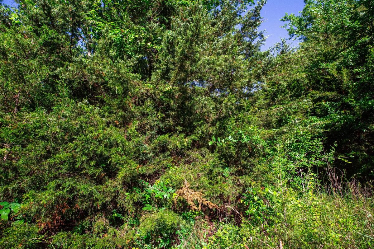 Decorative background for Prairie Grove Tract 26 image 11