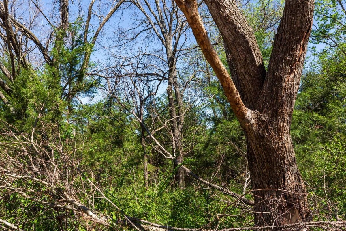 Decorative background for Prairie Grove Tract 26 image 13