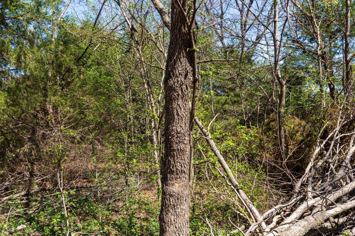 Decorative background for Prairie Grove Tract 26 image 14