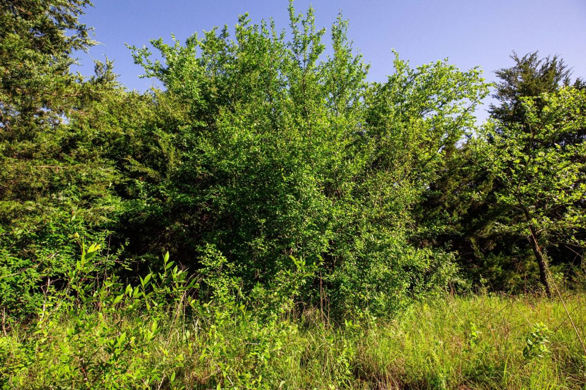 Decorative background for Prairie Grove Tract 26 image 18