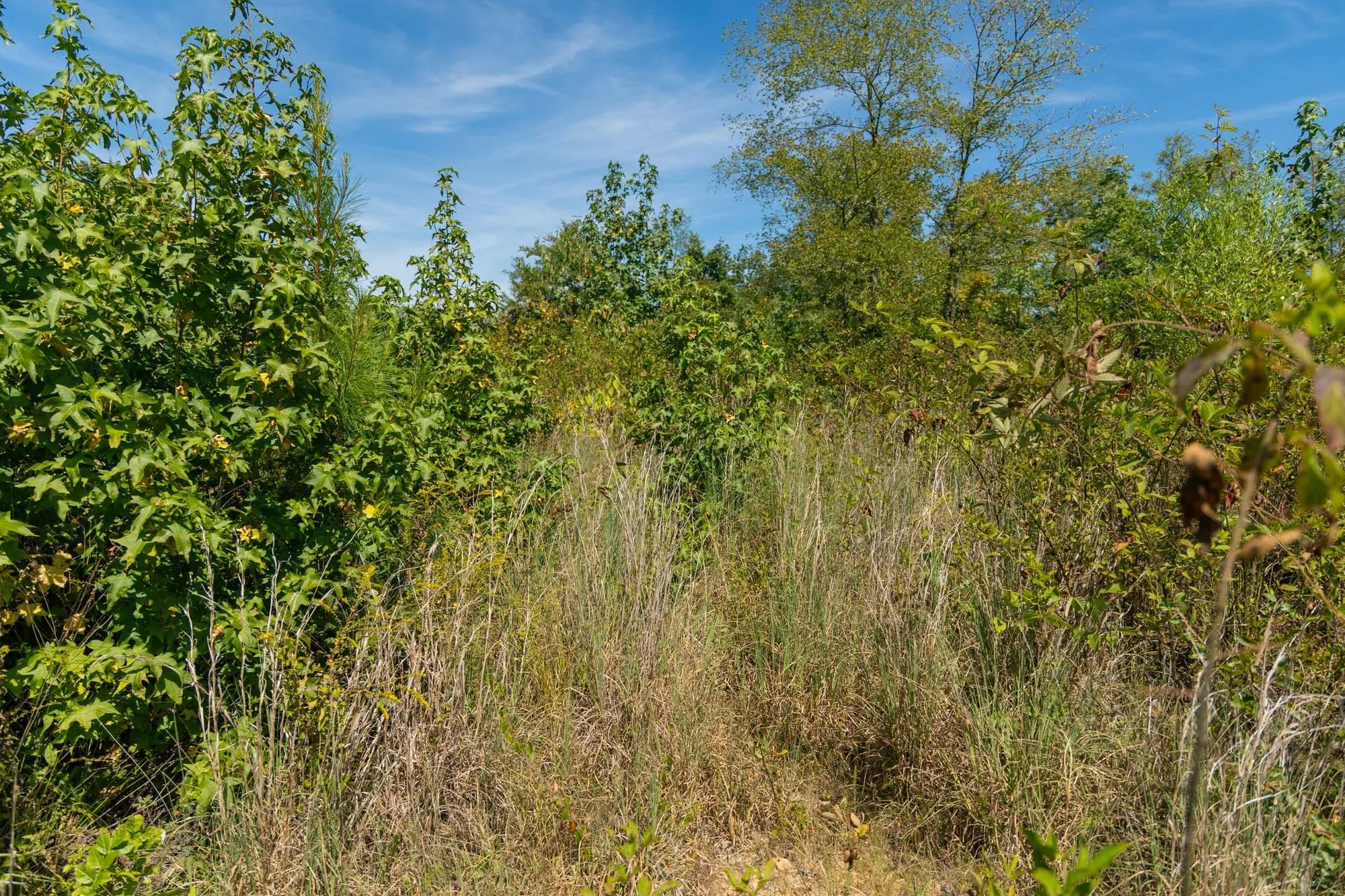 Big White Oak Tract 49 in Perry County, TN