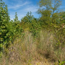 Big White Oak Tract 49 in Perry County, TN