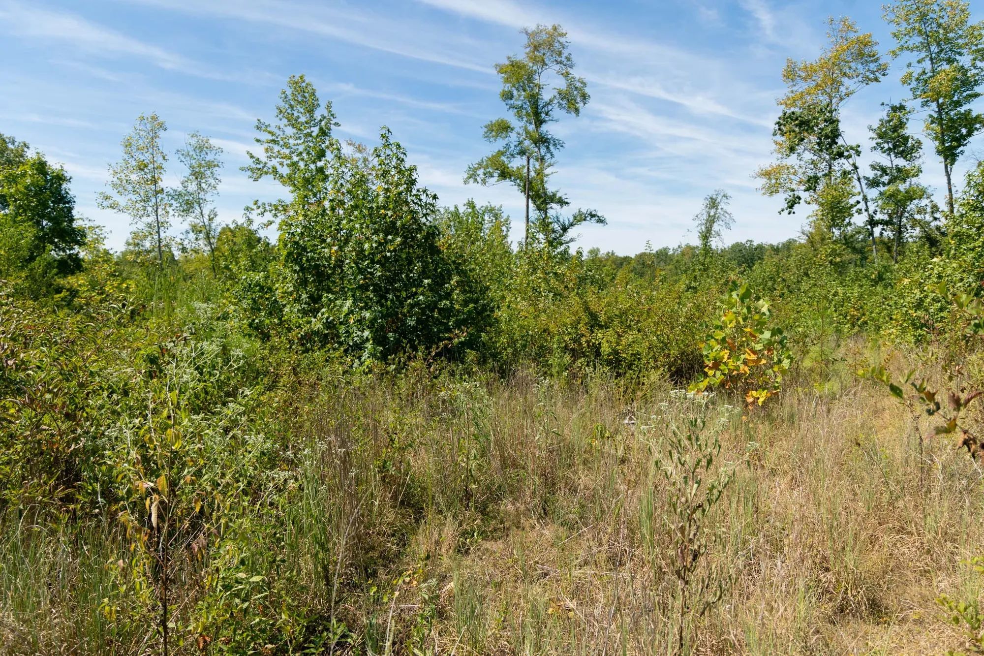 Big White Oak Tract 49 in Perry County, TN