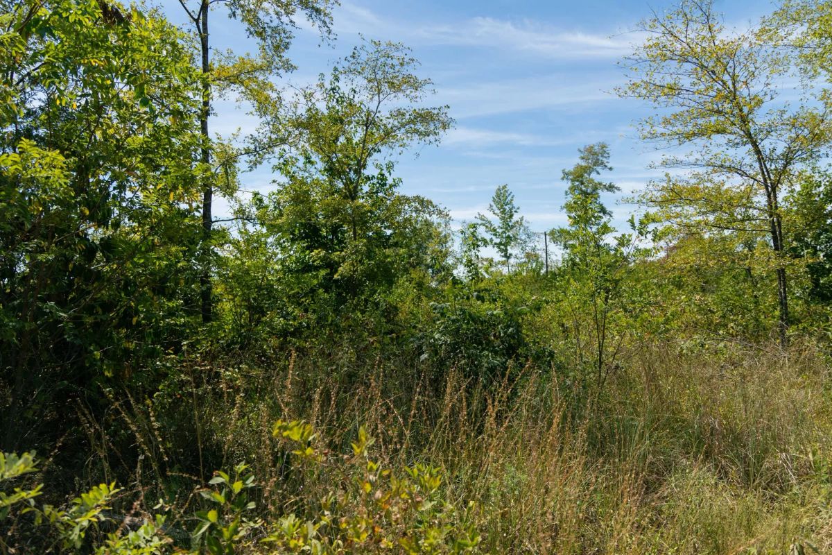 Decorative background for Big White Oak Tract 49 image 6