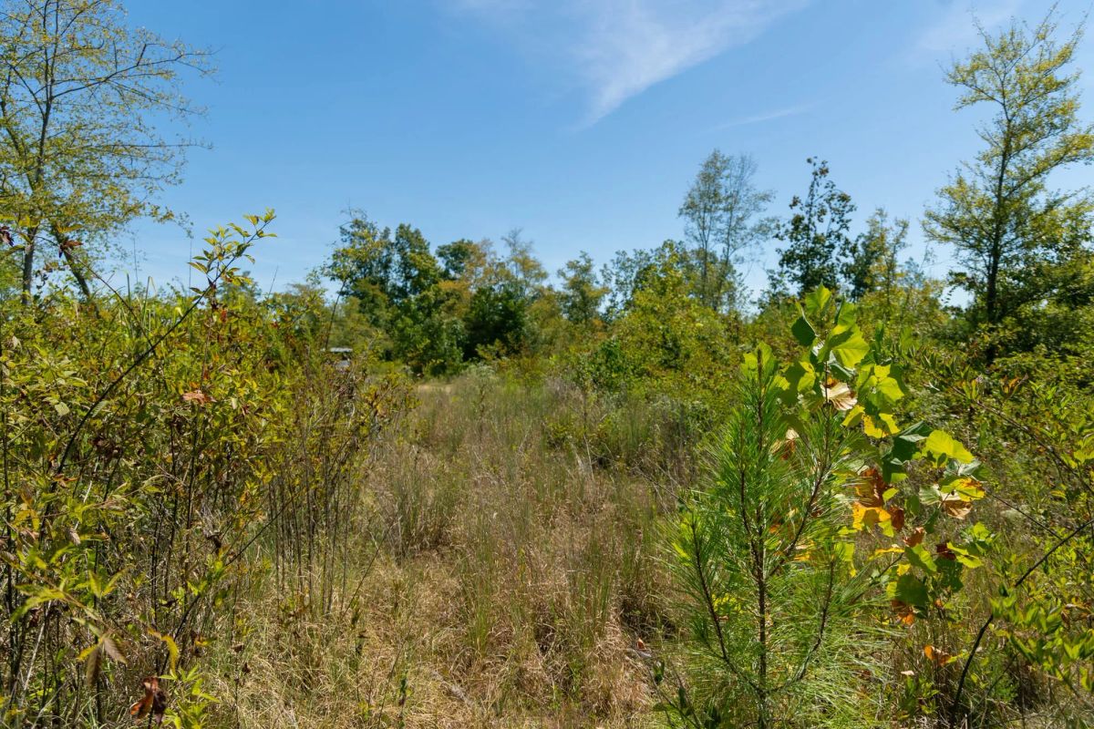 Decorative background for Big White Oak Tract 49 image 8