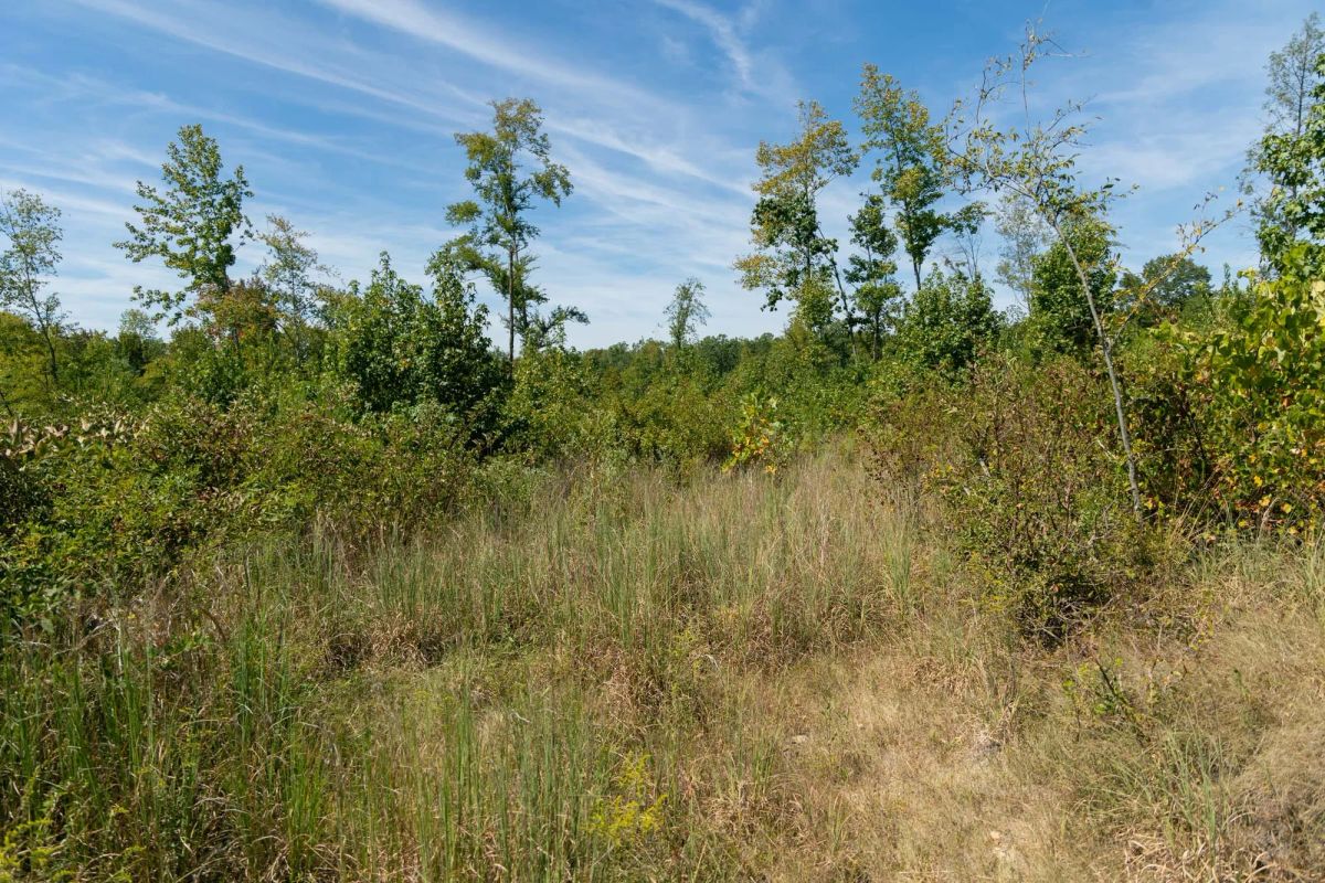 Decorative background for Big White Oak Tract 49 image 9