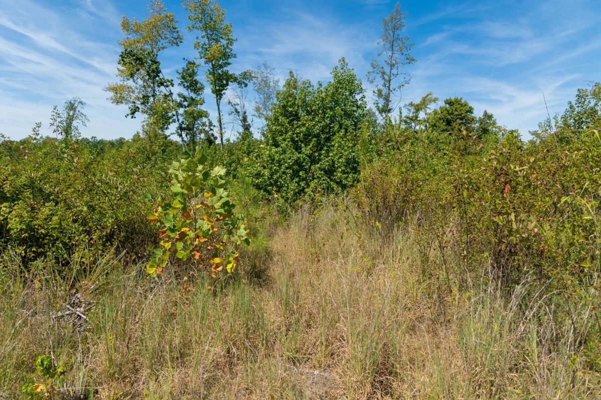 Decorative background for Big White Oak Tract 49 image 10