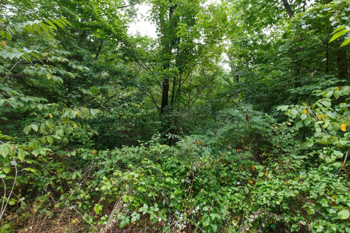 Spring Lake Plat 4 Tract 129 - Image 4